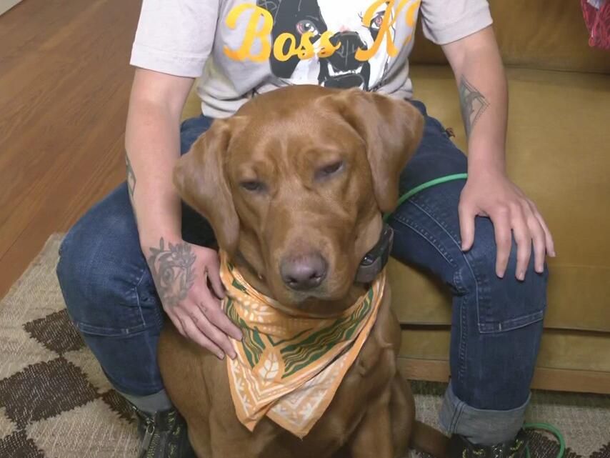 Boss K9 dog training celebrates 4th birthday with brand new space in