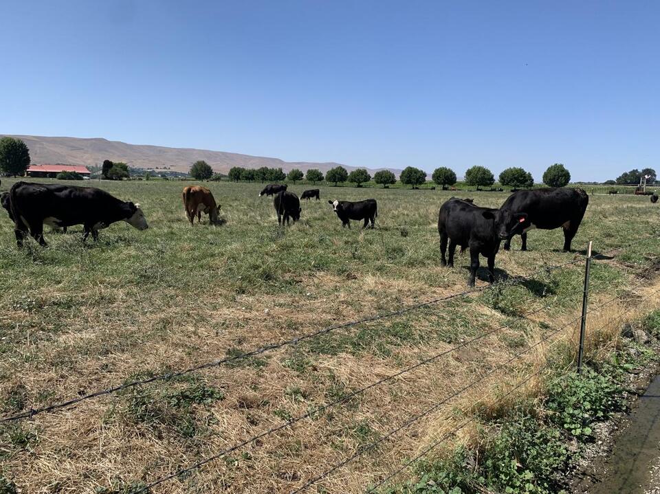 Idaho Falls Processing Plant Up For Sale Following Sudden Closure This ...