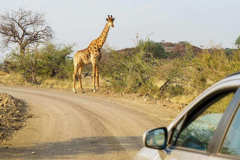 Self-Drive Safari in Kenya vs Tanzania: Which Is Best for Your Family in 2026?