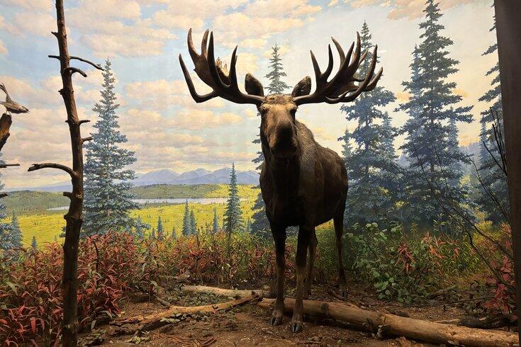 How the wildlife dioramas revolutionized the Academy of Natural Sciences