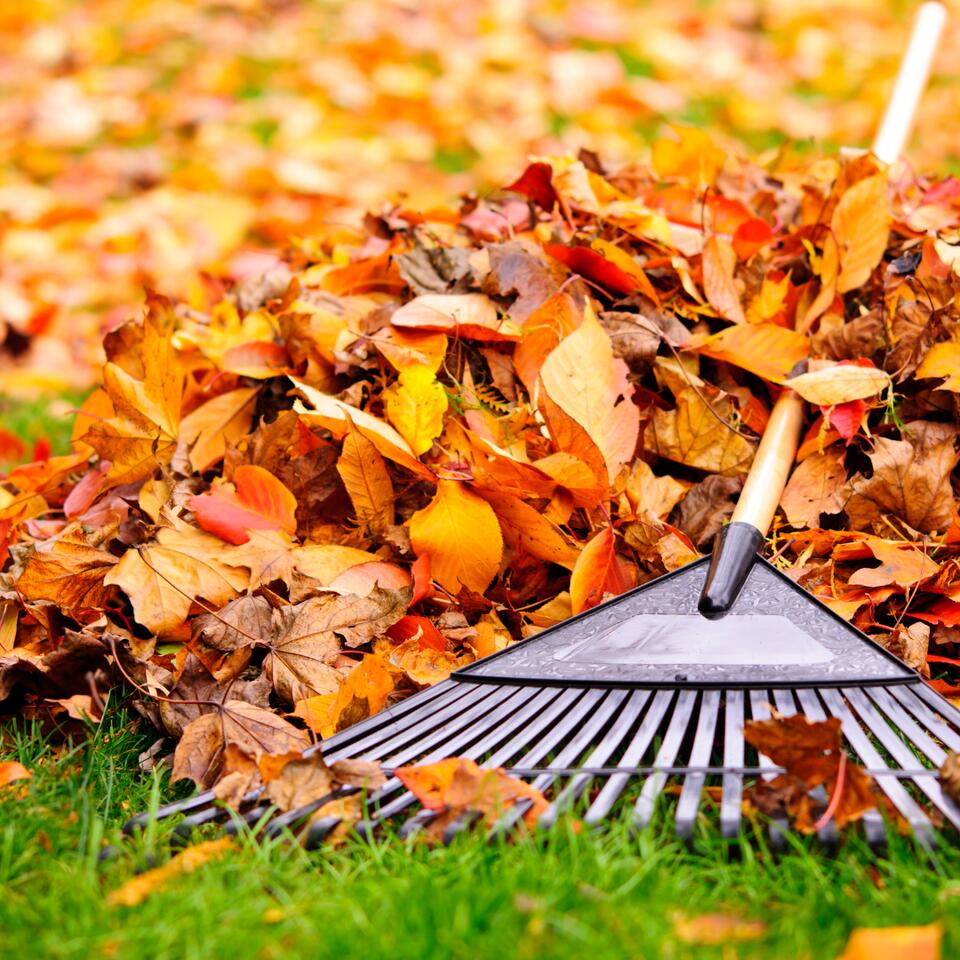 ⚠️ Abington 2026 curbside leaf pickup dates & rules - NewsBreak
