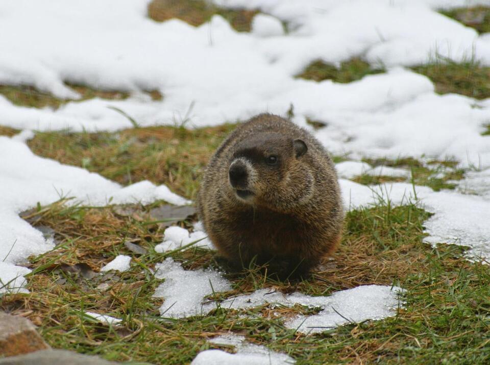 What Did Wisconsin's Jimmy The Groundhog Predict For Spring 2026 ...