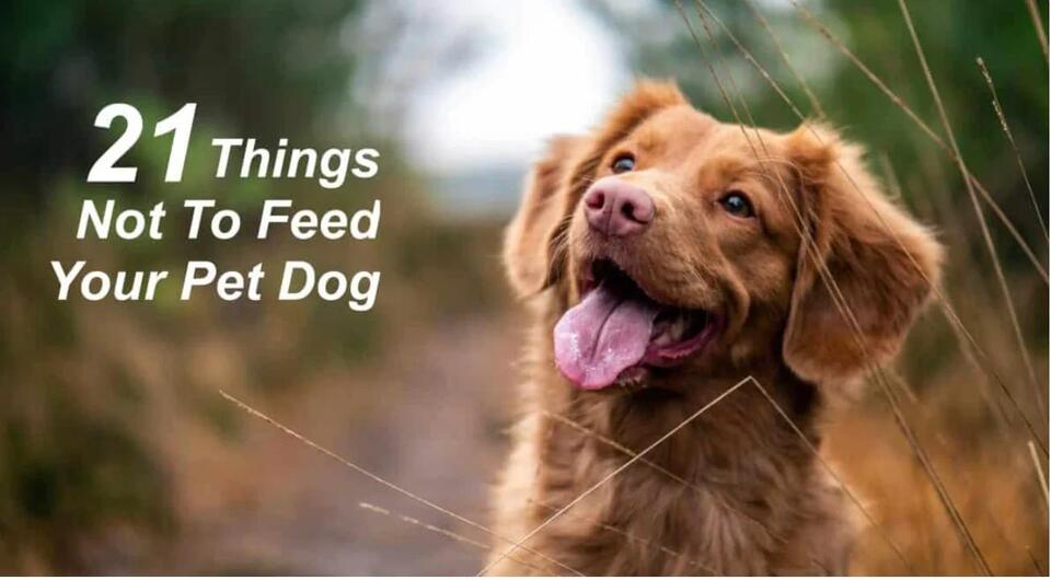 21 Things To Never Feed Your Dog - NewsBreak - Things To Never Feed A Dog