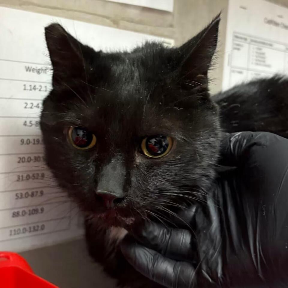 🐱 Friendly Yuma Cats & Kittens Ready for Adoption Today - NewsBreak