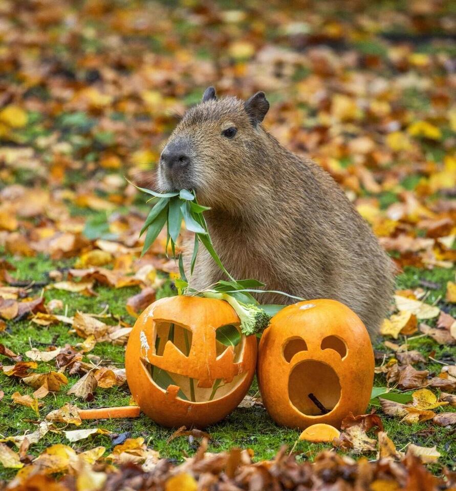Capybara family celebrates first Halloween with pumpkin treats - NewsBreak