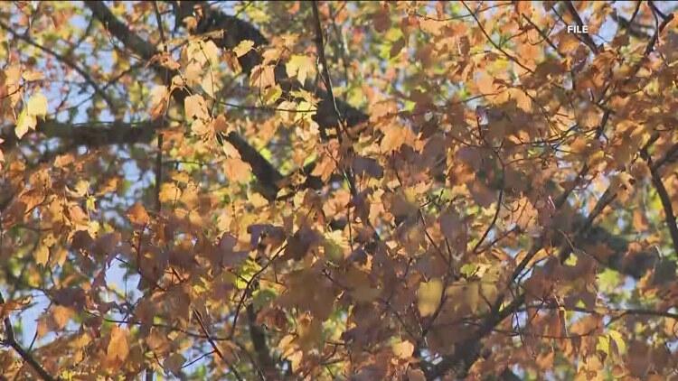 How the drought could affect Georgia's fall foliage, fire season ...