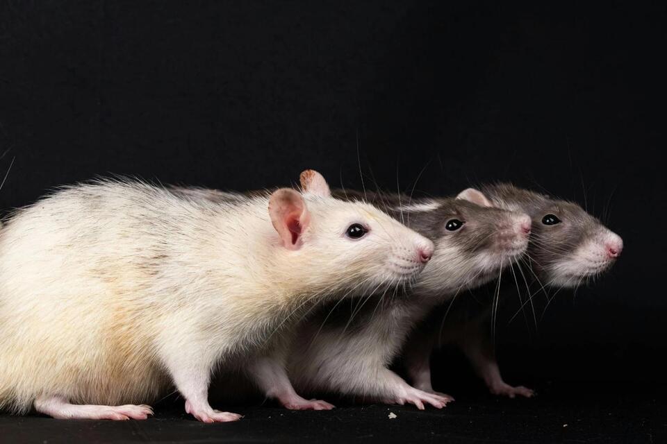 These Michigan Cities Are The Most Rat-Infested Cities In America ...