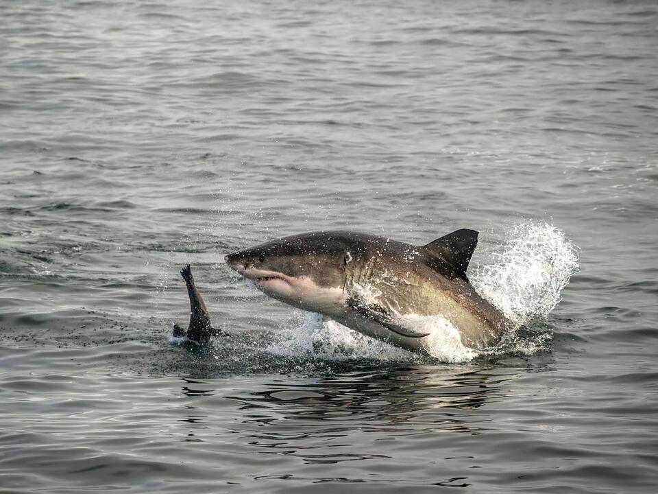 31 Amazing Shark Attacks 1916 Facts