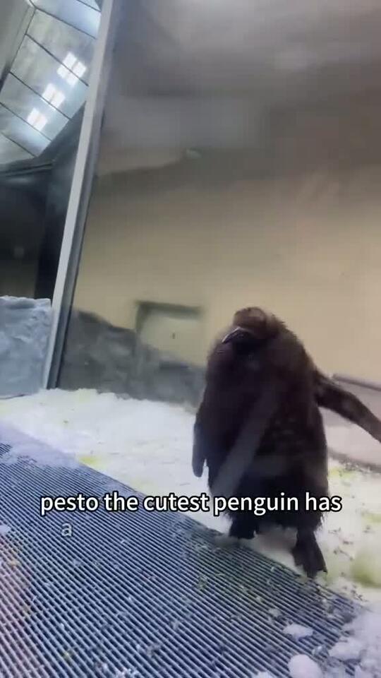 743 A cute penguin named Pesto with a tragic past #fyp