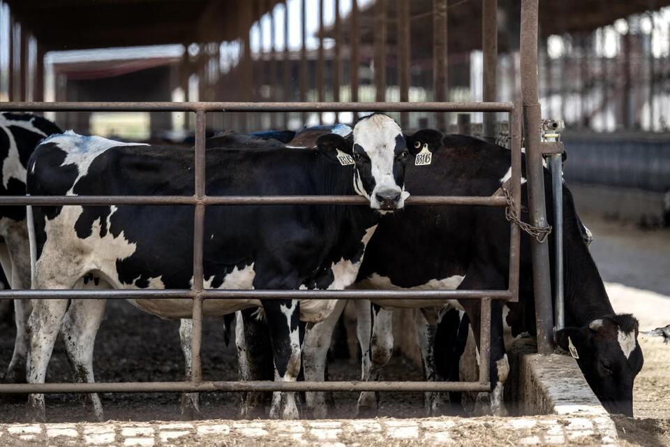 Farm country has beef with Trump as midterms approach - NewsBreak