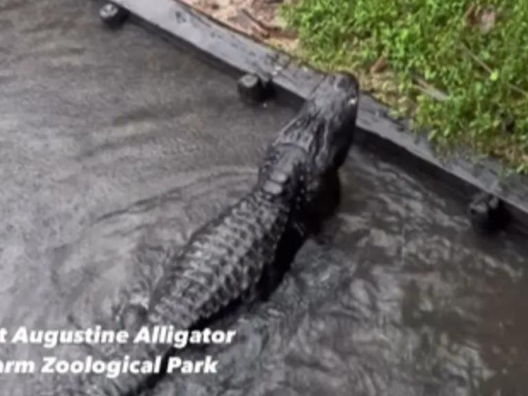 Florida Zoo Shares Footage Of Gators During Hurricane Milton And It’s
