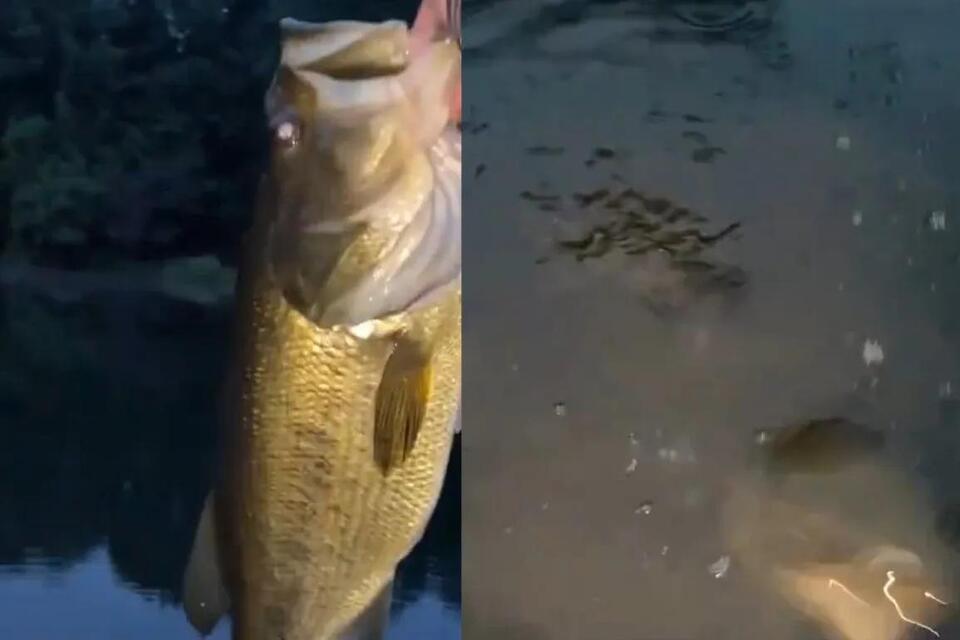 Snapping Turtle Nearly Takes Off Bass Fisherman’s Hand On The Release ...