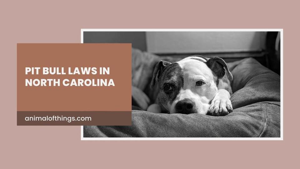 Pit Bull Laws in North Carolina: What Owners Need to Know to Stay ...