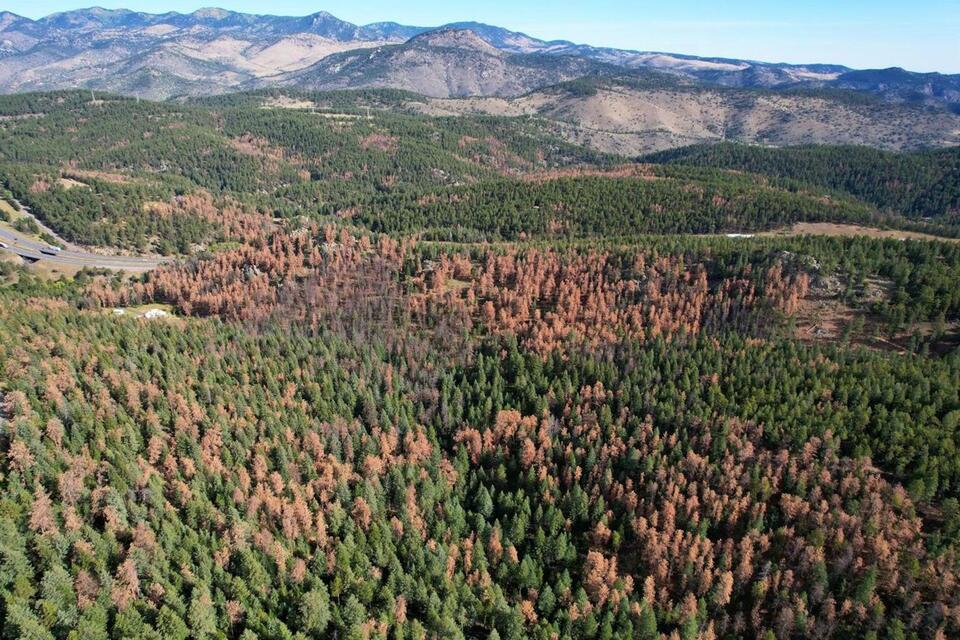 Killer beetles, tinderbox forests: Climate change costs center stage at Supreme Court