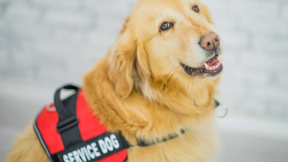 This Service Dog Is Taking University Neuroscience Classes, and He's ...