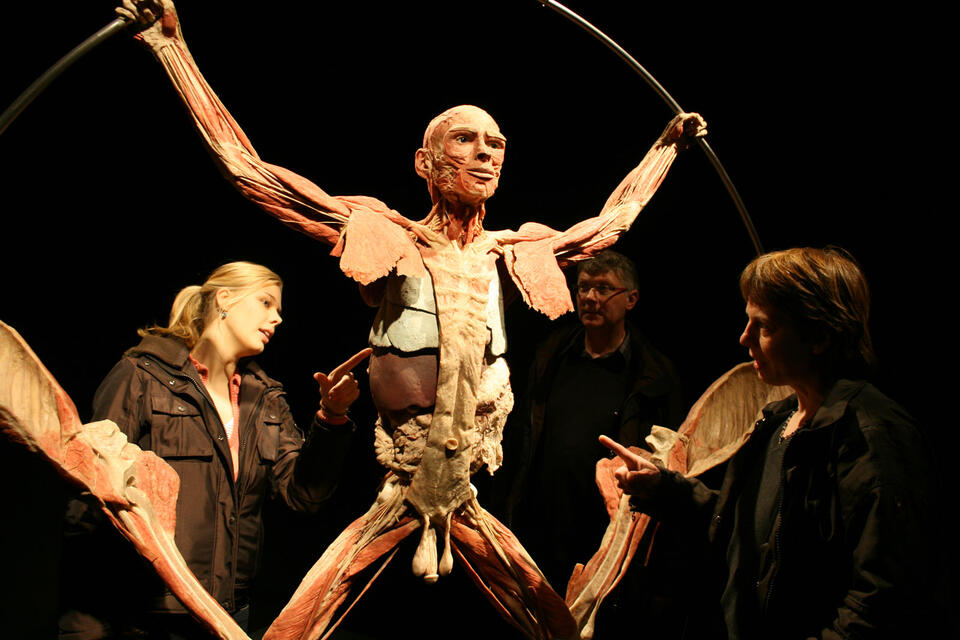 The Health Museum to Debut New BODY WORLDS: Inside Life Exhibit - NewsBreak