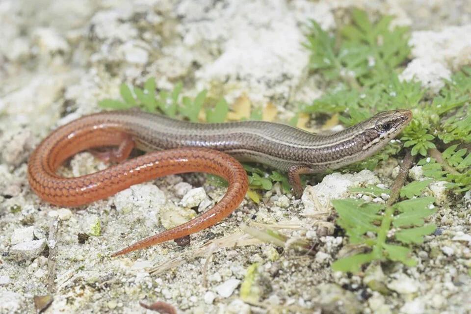 Environmental group wants federal protections for Keys lizard, snakes ...