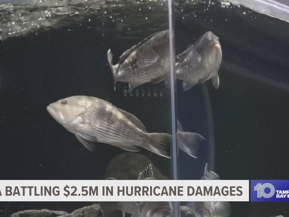 Clearwater Marine Aquarium seeking donations after suffering 2.5M in