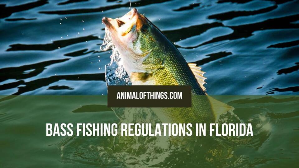 Florida Bass Fishing Regulations: Season, Size Limits, Bag Limits, and ...