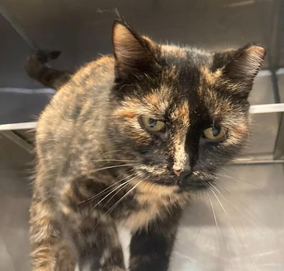 🐱 Friendly Crystal Lake Cats Ready for Adoption Near You - NewsBreak