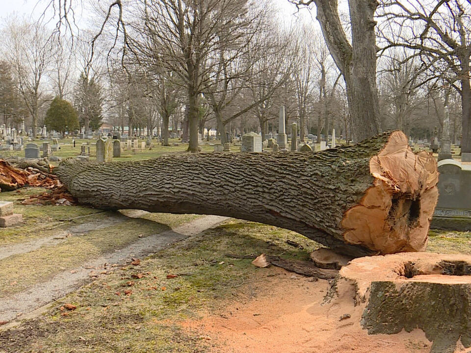 removal-of-tree-in-niles-cemetery-damages-headstones
