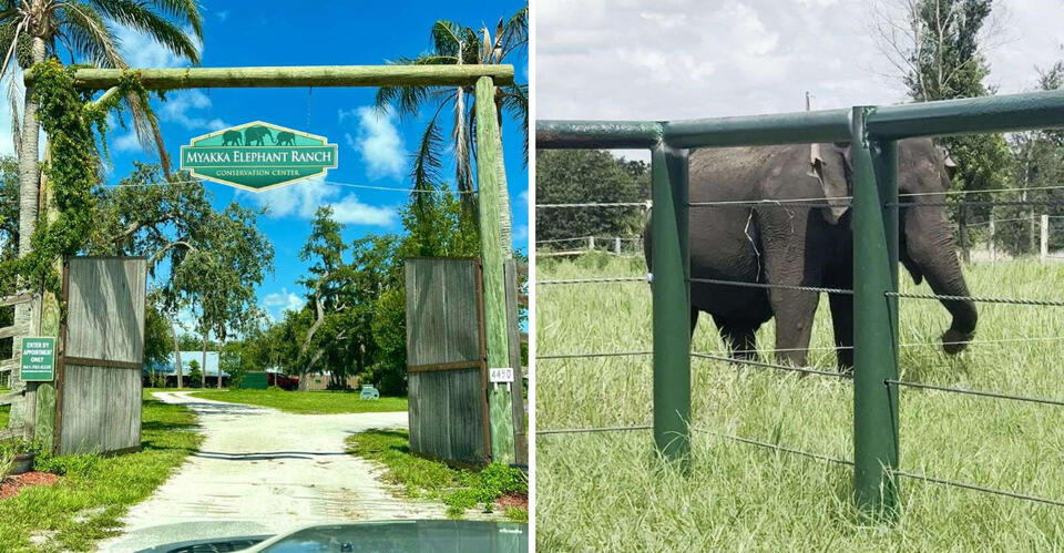 This Unique Florida Elephant Ranch Lets You Get Up Close With Gentle ...