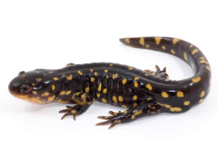 Water Dogs VS Axolotls VS Water Puppies