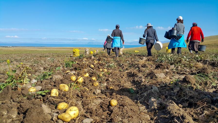 Agriculture Labor Reform Now: A Long Overdue Lifeline for the Potato Industry