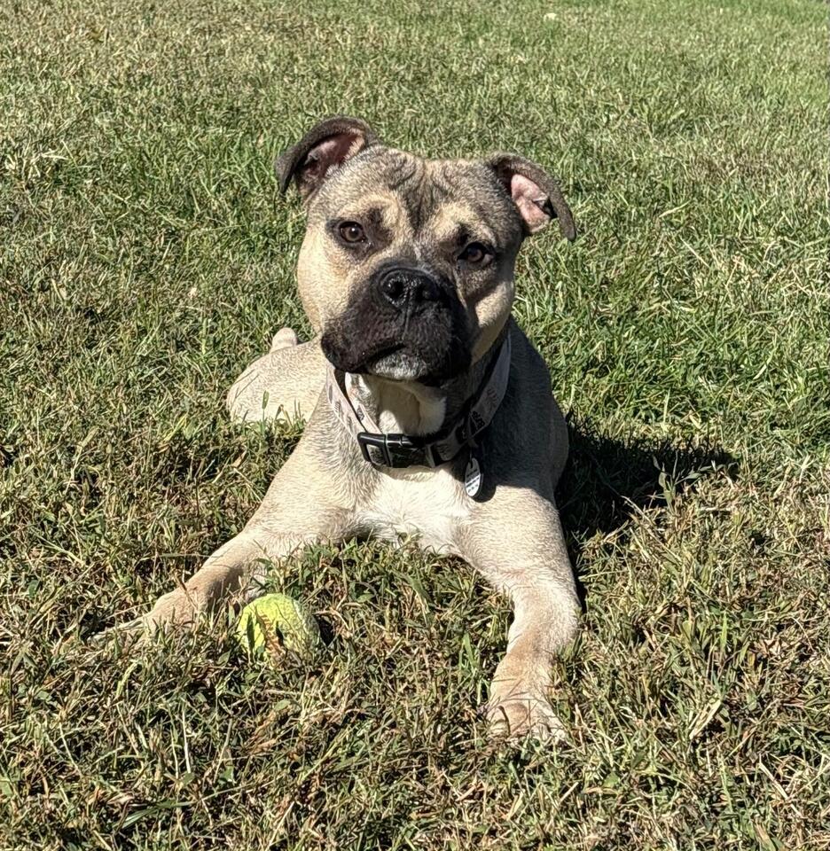 Playful dog Bobo available for adoption - NewsBreak