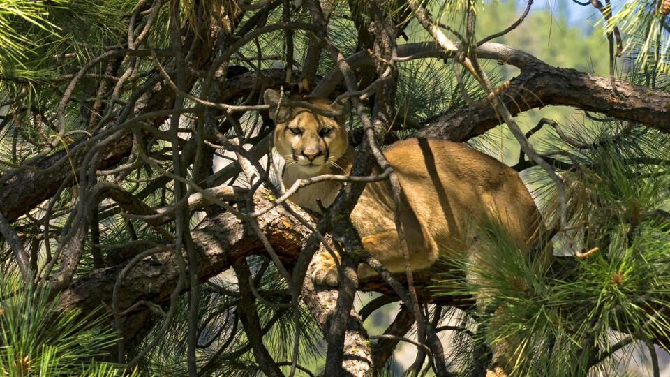 Leavenworth hatchery warns of cougar on the prowl - NewsBreak