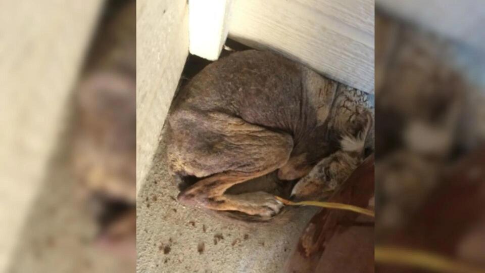 Woman From California Shocked To Realize The Pup Under Her Porch Is Not