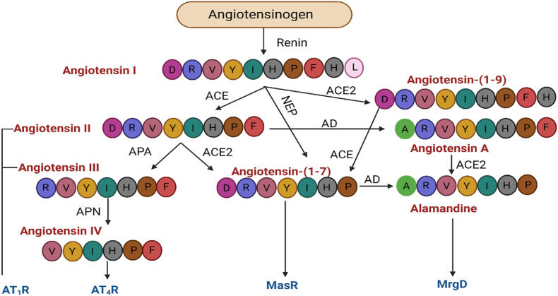 ACE inhibitors and their interaction with systems and molecules ...