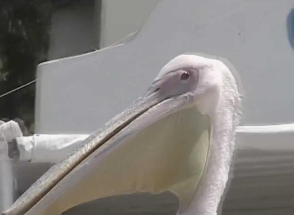 A Massive Pelican Gets Fed Up With a Pestering Cat and Tries to Eat the ...