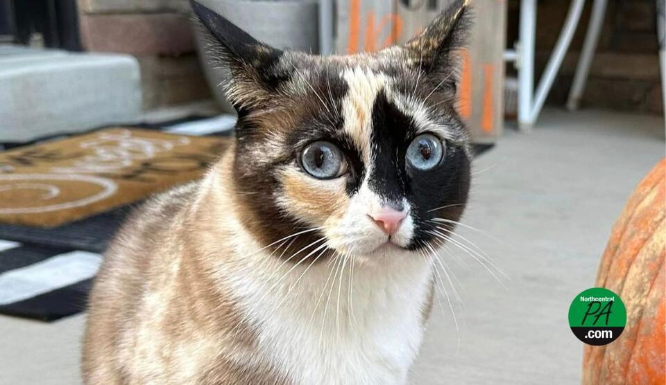 Cat survives 500-mile journey in Amazon box - NewsBreak