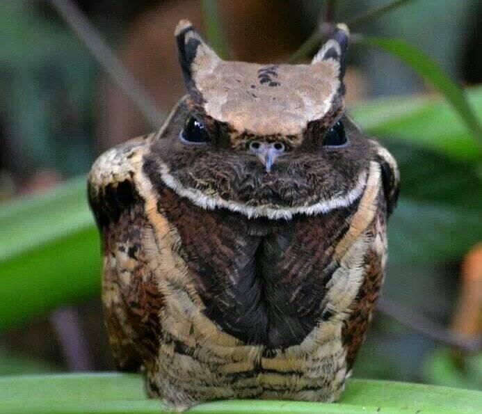 Meet The Great Eared Nightjar, The Dragon-Like Bird Straight Out Of A Fantasy Film
