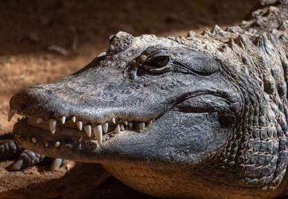 Watch This Angry Alligator Invade a Family's Porch and Refuse to Go Quietly