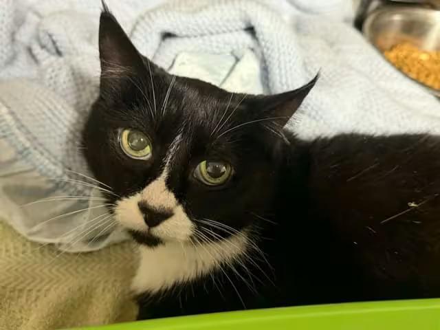 gentle-senior-adult-cats-in-battle-ground-ready-for-adoption