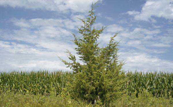 OCC starts new program to help fight against flammable invasive Eastern ...