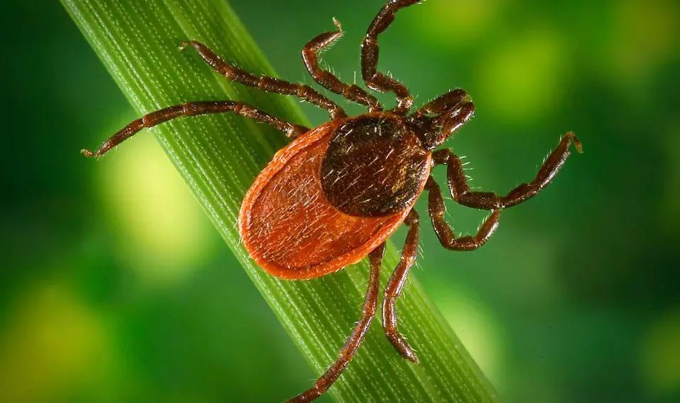 20 Dangerous Bugs in Illinois (With Pictures and Identification ...
