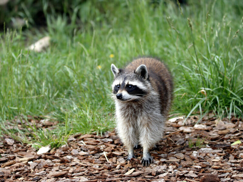 Tennessee Begins Annual Rabies Vaccine Baiting Program - NewsBreak