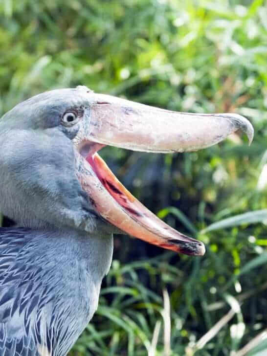 10 Bizarre Looking Animals You Would not Believe Actually Exist - NewsBreak