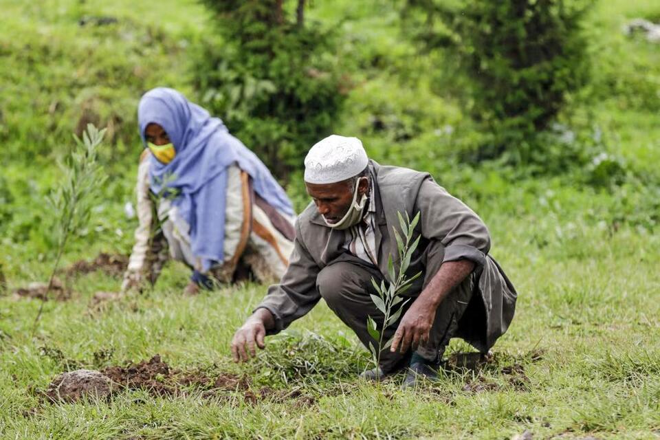 Inside Ethiopia’s ambitious campaign to plant 50 billion trees - NewsBreak