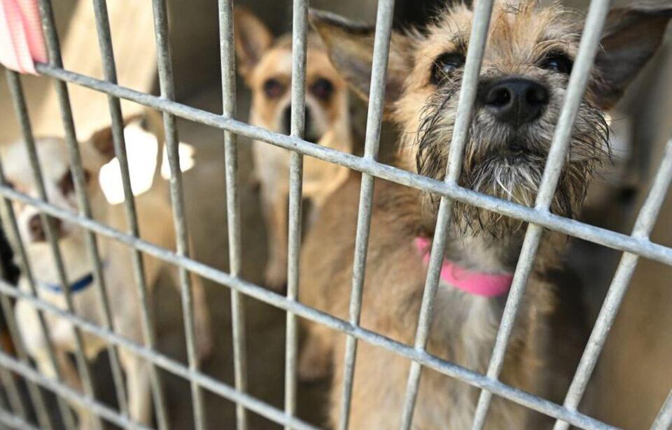 Piatt County Animal Shelter breaks ground on new facility - NewsBreak