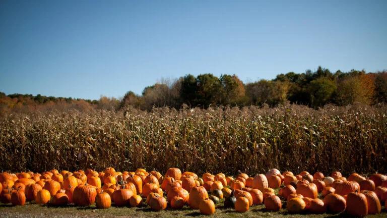 Plan your perfect fall weekend in Massachusetts - NewsBreak