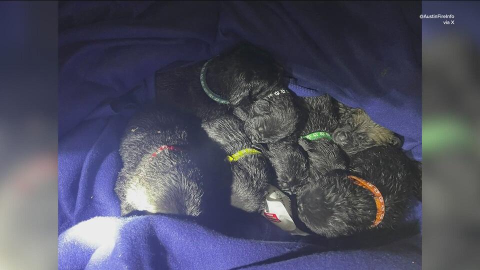 9 puppies saved in northwest Austin garage fire - NewsBreak