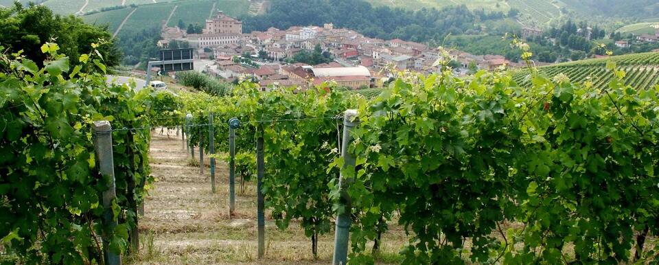 Nebbiolo, Explained: Barolo, Barbaresco and the Bottles to Start With