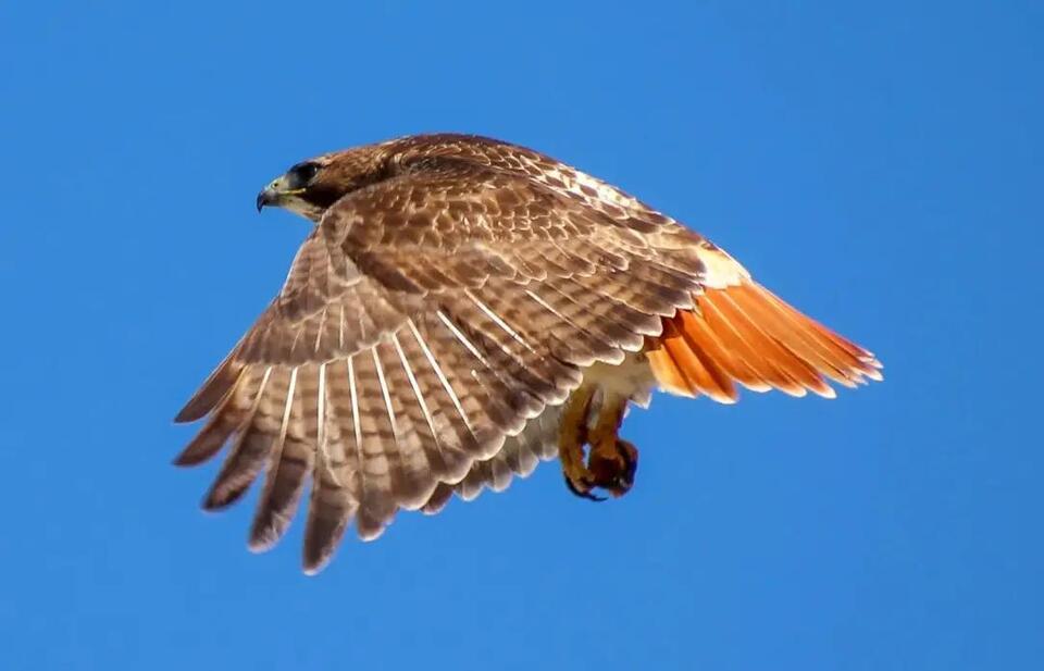 What Most Connecticut Residents Don’t Realize About Hawks Circling ...