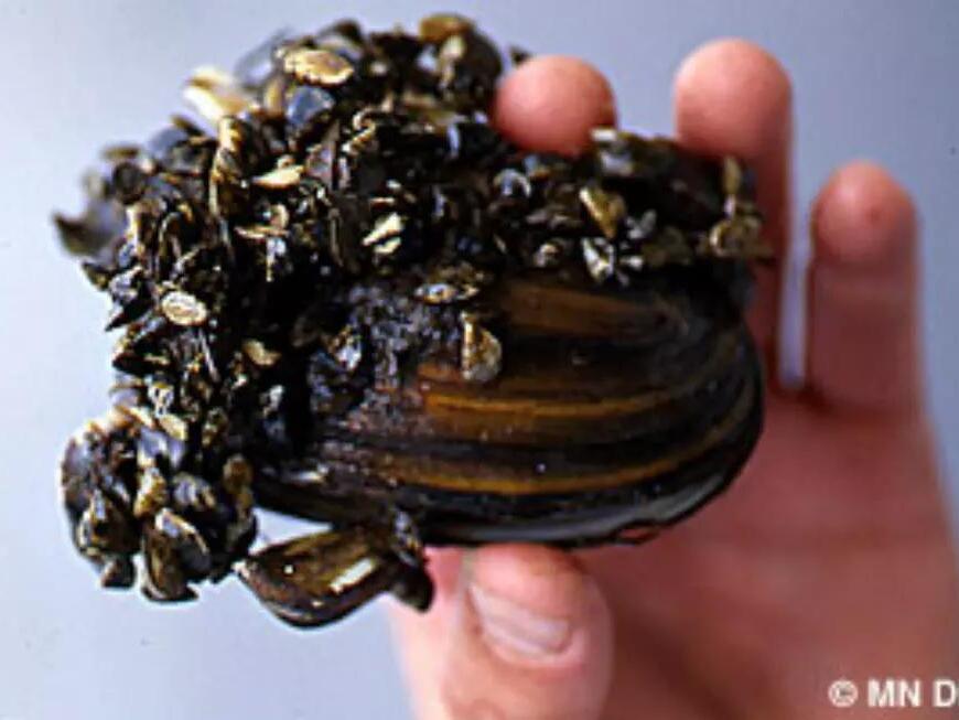 Zebra Mussels Confirmed in Another Sherburne County Lake