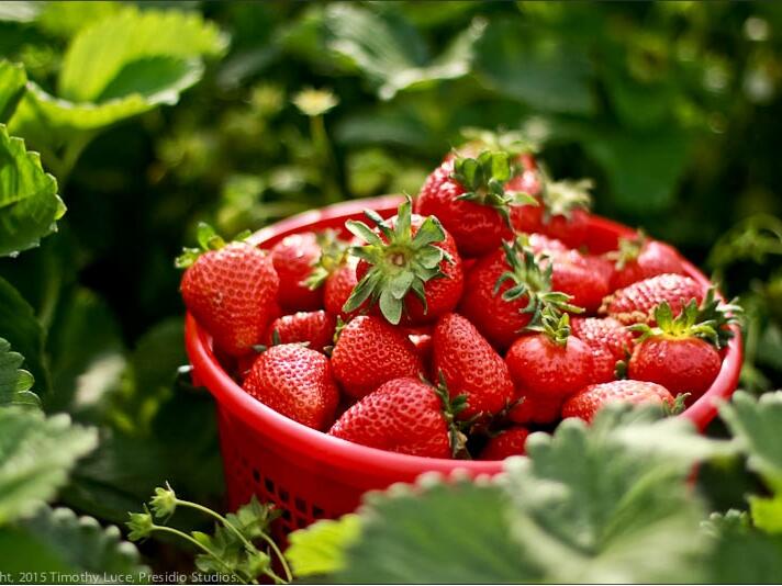 Annual strawberry festival coming to Alderson
