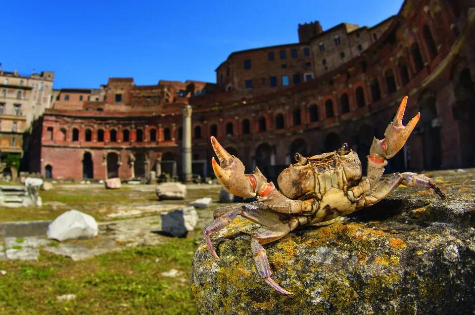Underneath the ruins of ancient Rome surprising giant creatures roam ...